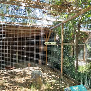 Bonelli's eagle exhibit -Sendaviva (2024)
