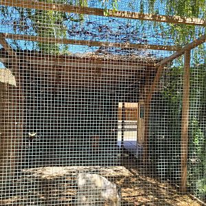 Black kite exhibit -Sendaviva (2024)