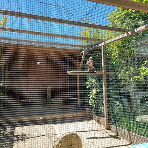 Black-chested buzzard-eagle exhibit -Sendaviva (2024)