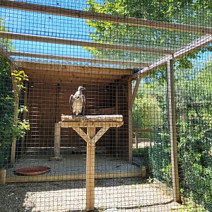 African white-backed vulture exhibit -Sendaviva (2024)