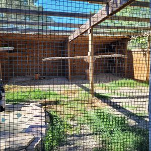 Andean condor exhibit -Sendaviva (2024)