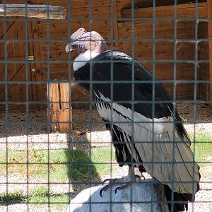 Andean condor -Sendaviva (2024)