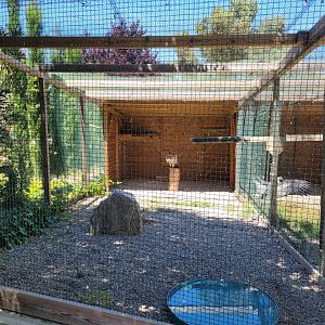 Western Eurasian griffon vulture exhibit -Sendaviva (2024)