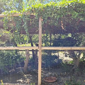 Iberian eagle-owl exhibit -Sendaviva (2024)