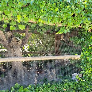 Eurasian long-eared owl exhibit -Sendaviva (2024)