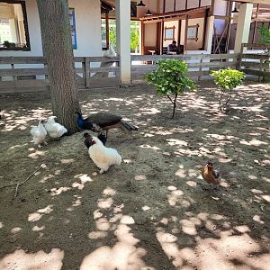 Domestic fowl exhibit -Sendaviva (2024)