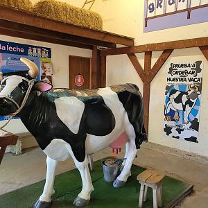 Cow milking attraction -Sendaviva (2024)