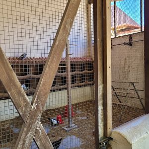 Domestic pigeon exhibit -Sendaviva (2024)