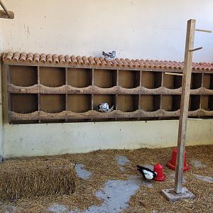 Domestic pigeon exhibit -Sendaviva (2024)