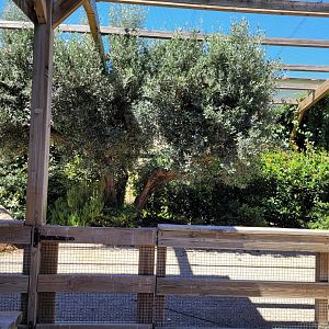 First walkthrough aviary -Sendaviva (2024)