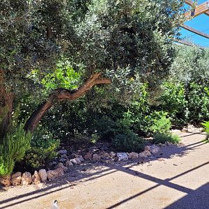 First walkthrough aviary -Sendaviva (2024)