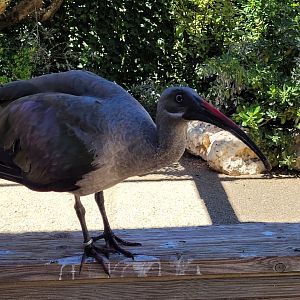 Hadada ibis -Sendaviva (2024)