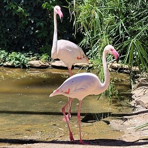 Greater flamingoes -Sendaviva (2024)