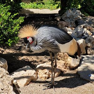 Eastern grey-crowned crane -Sendaviva (2024)