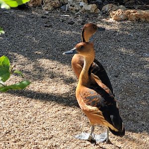 Fulvous whistling ducks -Sendaviva (2024)