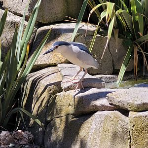 Black-crowned night heron -Sendaviva (2024)