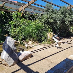 First walkthrough aviary -Sendaviva (2024)