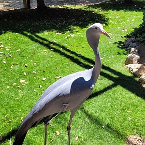 Blue crane -Sendaviva (2024)