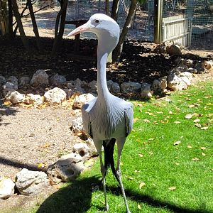 Blue crane -Sendaviva (2024)