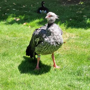 Southern screamer -Sendaviva (2024)