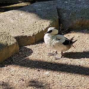 Smew -Sendaviva (2024)