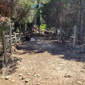 Valais black-necked goat and Hampshire sheep exhibit -Sendaviva (2024)