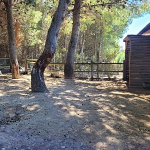 Valais black-necked goat and Hampshire sheep exhibit -Sendaviva (2024)