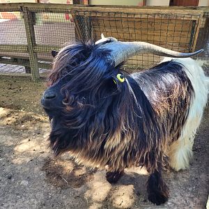 Valais black-necked goat -Sendaviva (2024)