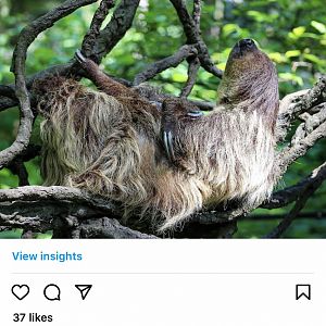 Bronx Zoo - sloth