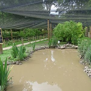 Inside walk-through aviary, 29th June 2024