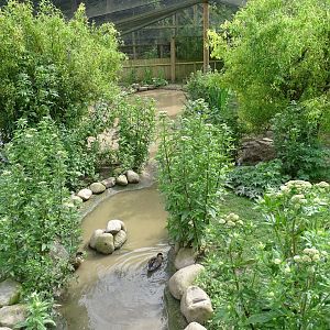 Inside walk-through aviary, 29th June 2024