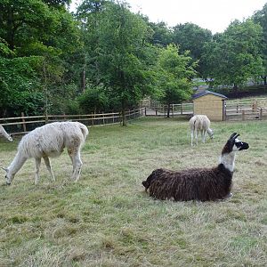 Zoo extension, 21st June 2024