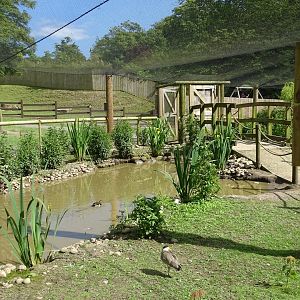 Inside walk-through aviary, 22nd June 2024