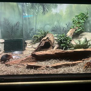 Elephant Shrew