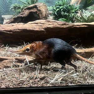 Elephant Shrew