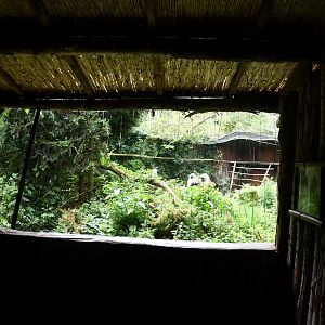 Bearded Vulture aviary viewing window