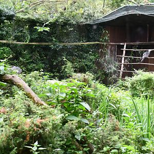 Bearded Vulture aviary