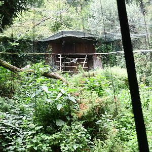 Bearded Vulture aviary