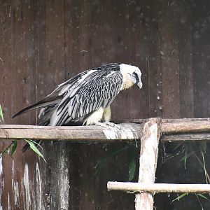 Bearded Vulture