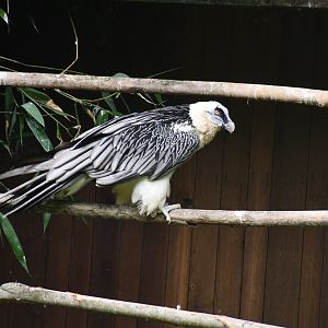 Bearded Vulture