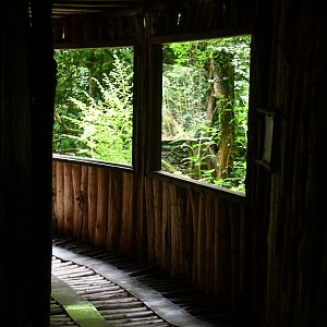 European Wild Cat exhibit viewing window
