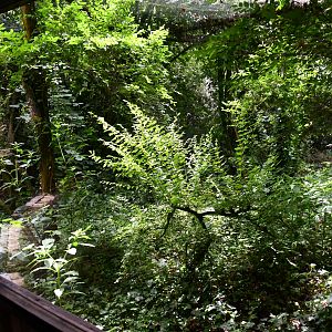 European Wild Cat exhibit