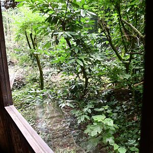 European Wild Cat exhibit