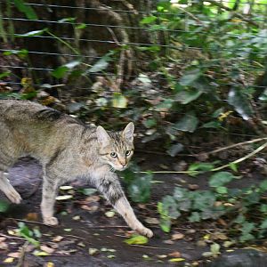 European Wild Cat