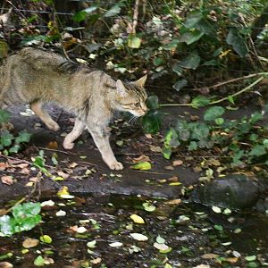 European Wild Cat