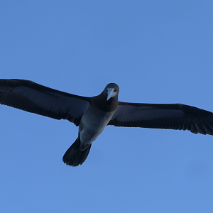Brown Booby
