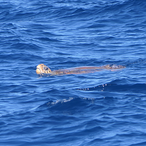 Loggerhead Sea Turtle