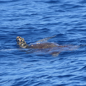 Hawksbill Sea Turtle