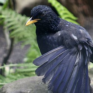 Blue Whistling Thrush (Myophonus caeruleus)