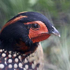 Cabot's Tragopan (Tragopan caboti) male